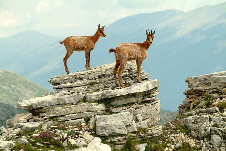 Camoscio d''Abruzzo Rupicapra pyrenaica ornata